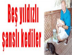 Be yldzl ansl kediler