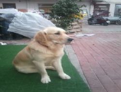 KALKAN'DA KAYBOLDU!...
